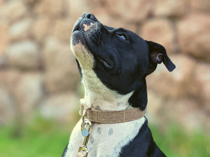 Nuevo Collar Arena - Dog Republic Chile