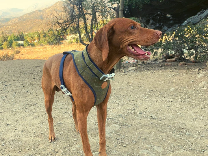 Nuevo Collar Verde Oscuro - Dog Republic Chile