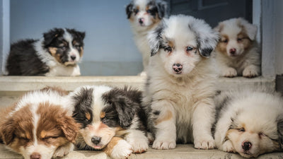 ¿ Cómo enseñarle a mi cachorro a hacer sus necesidades en el mismo lugar?