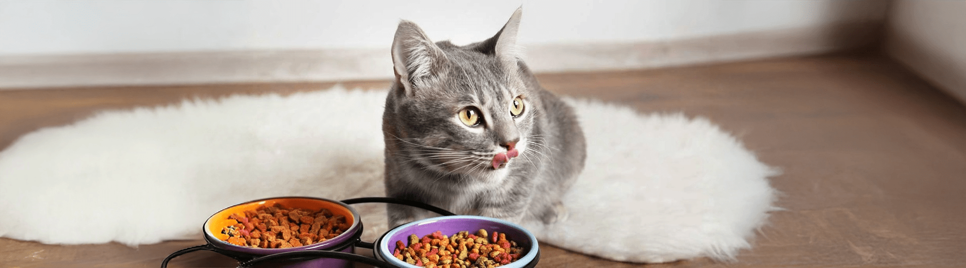 Alimento para Gatos - Animal Republic Chile