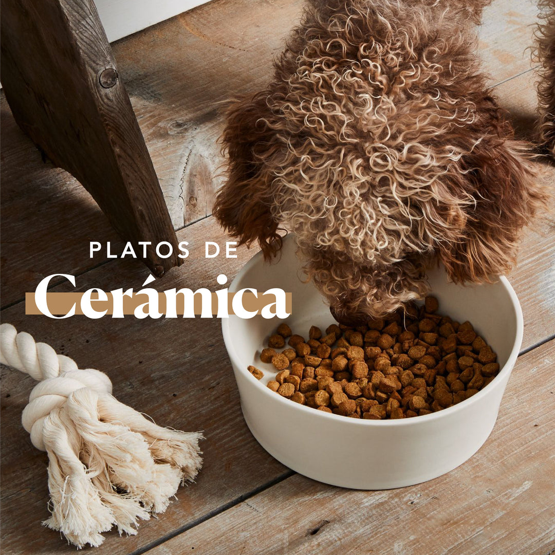 Platos & Dispensadores | Dog Republic Chile