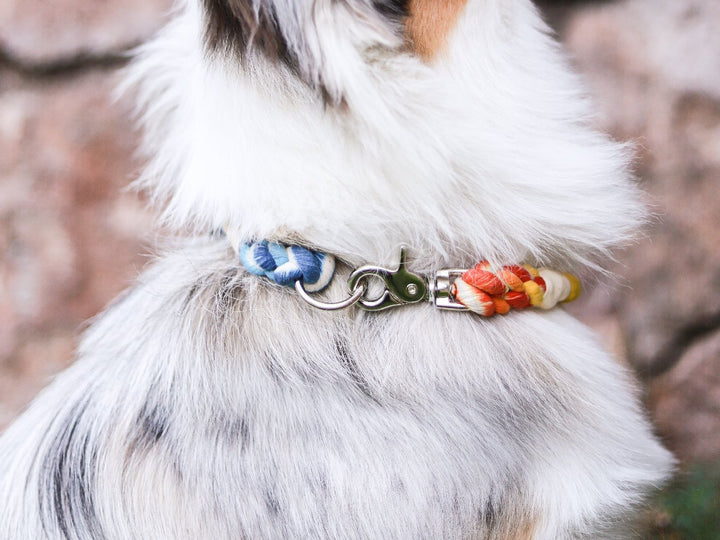 Pack Premiun Cama Ulmo Gris XL  + Collar de Regalo