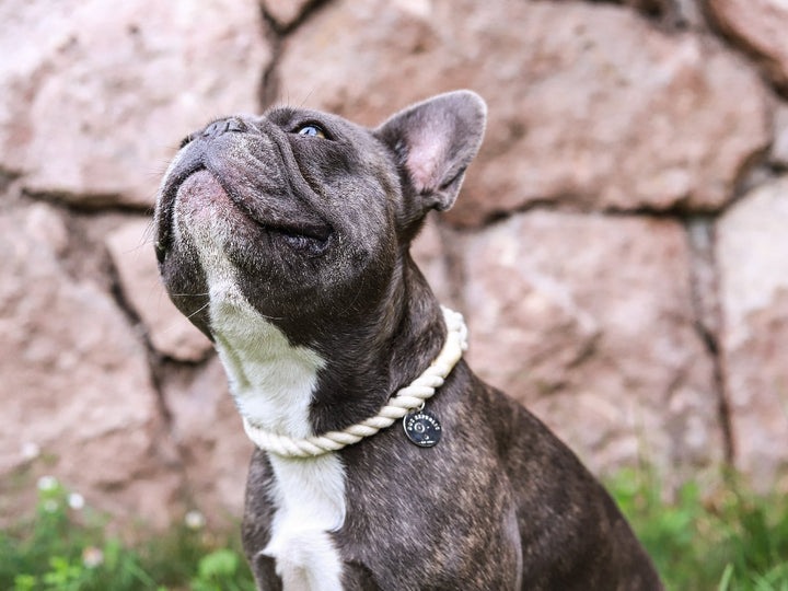 Collar cuerda Blanca - Dog Republic Chile