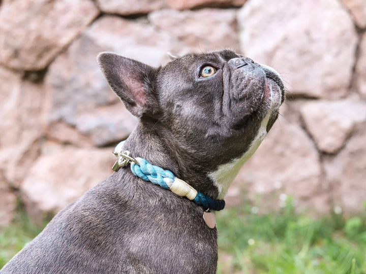 Collar Cuerda Calipso - Dog Republic Chile