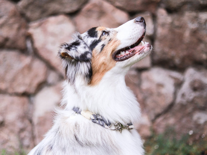 Collar cuerda Gris - Dog Republic Chile