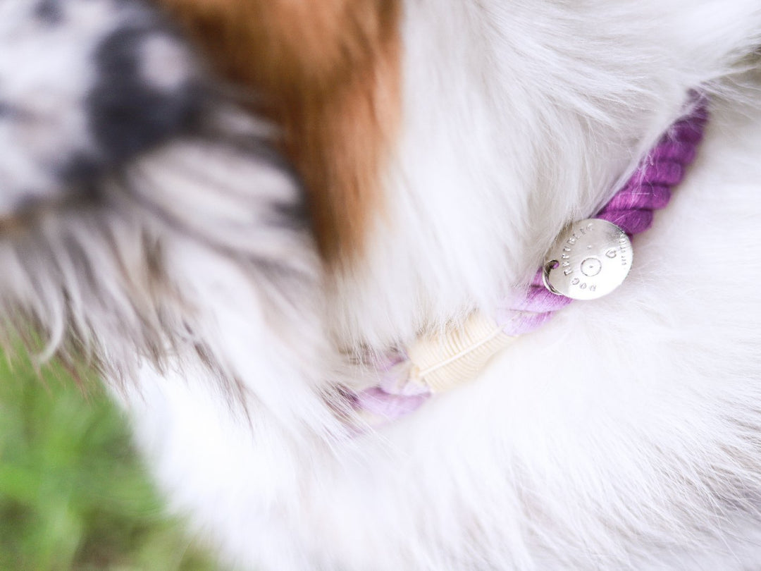 Collar cuerda Lavanda - Dog Republic Chile