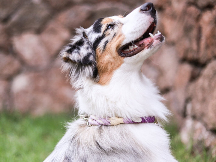 Collar cuerda Lavanda - Dog Republic Chile