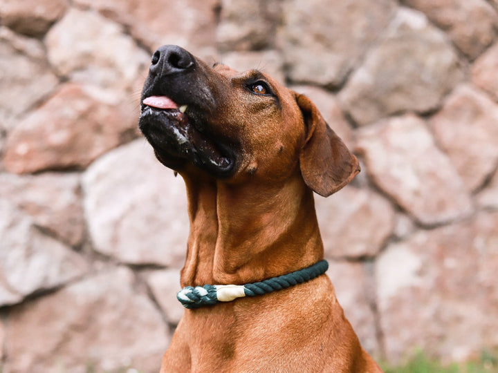 Collar cuerda Verde Oscuro - Dog Republic Chile