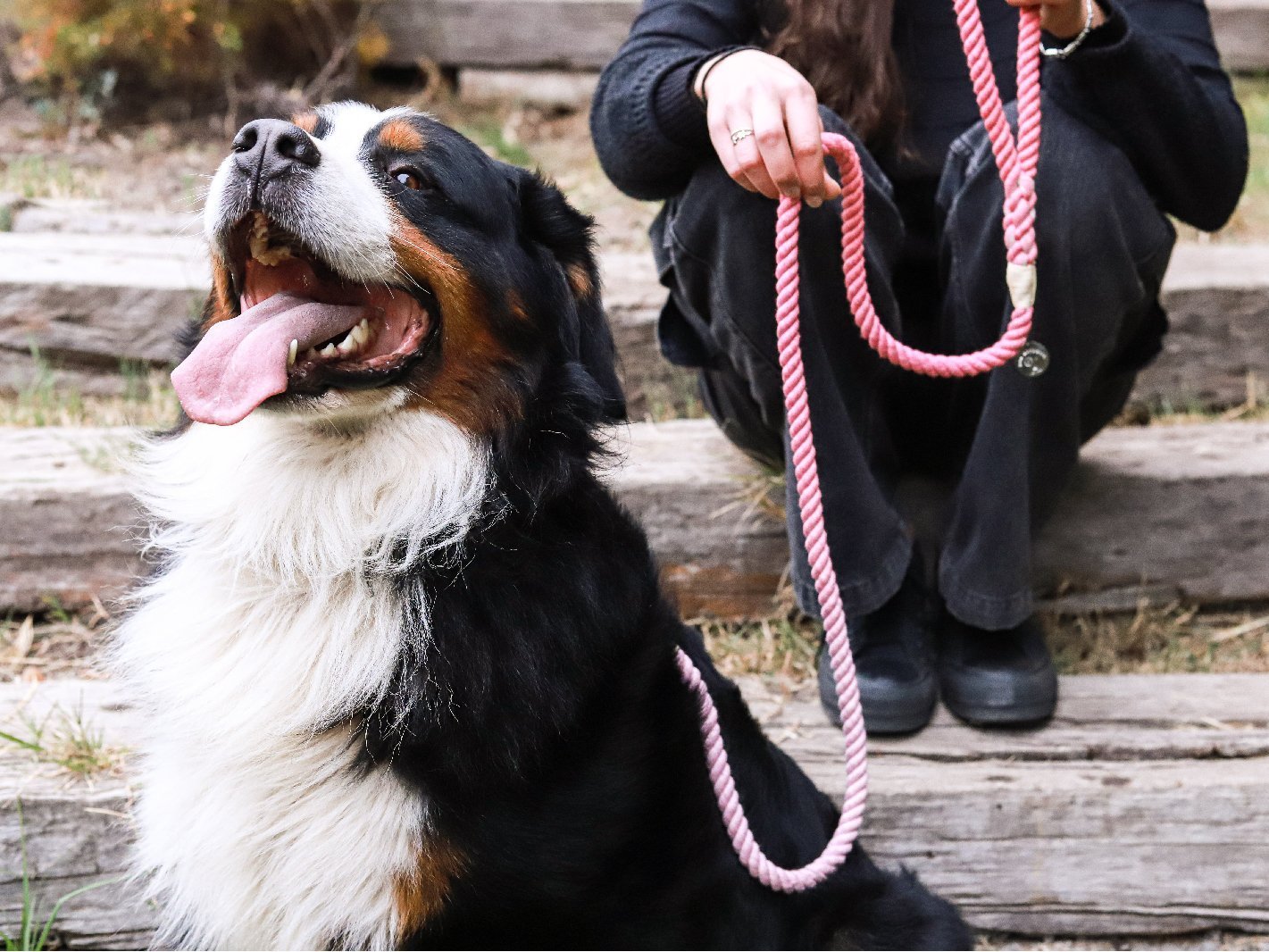 Pack Correa + Collar Rosada - Dog Republic Chile