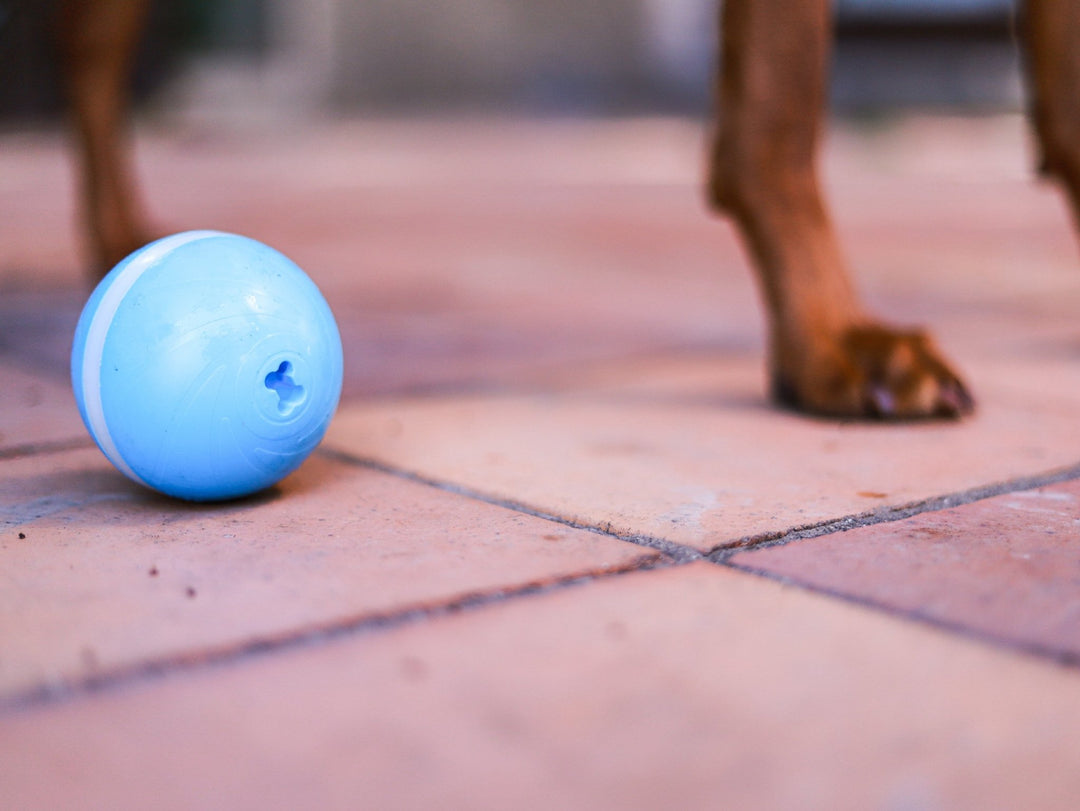 Pelota inteligente - Dog Republic Chile