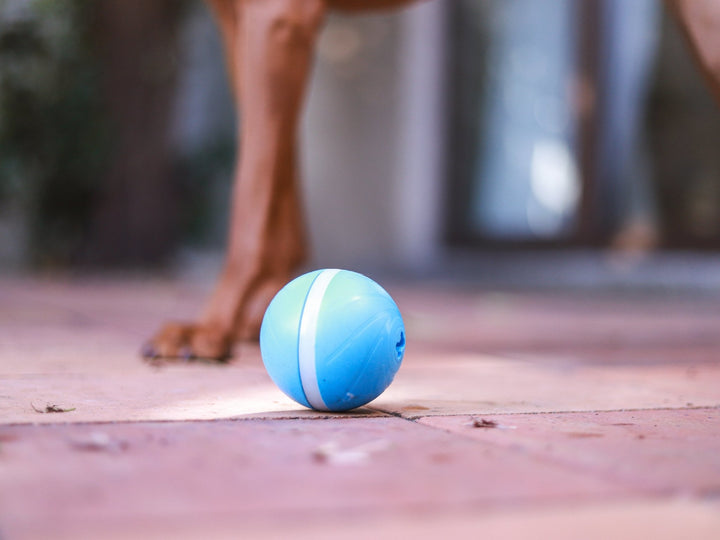Pelota inteligente - Dog Republic Chile