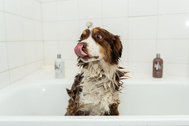 Shampoo para perro anti pulgas y garrapatas. Hecho en USA - Dog Republic Chile